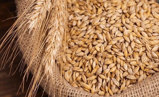 Barley Grains